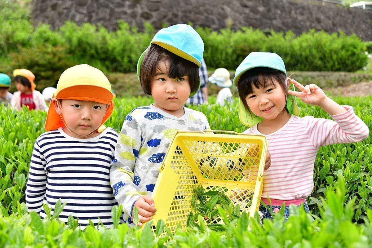 茶畑と子ども