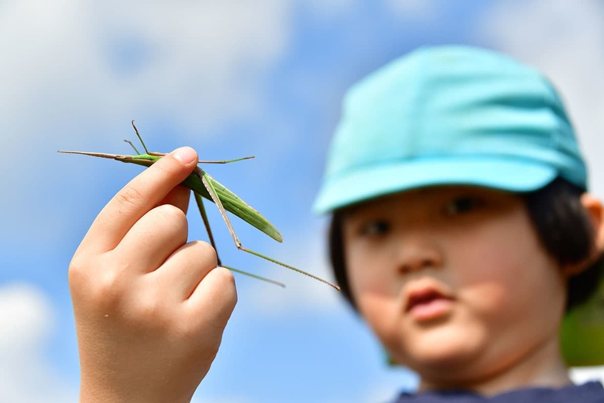 バッタを捕まえる子ども